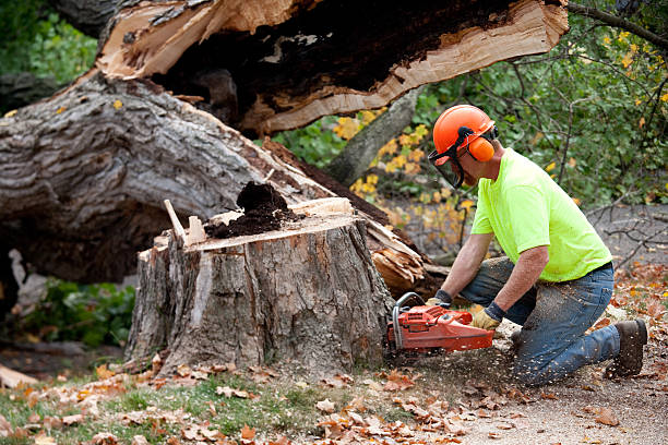 Best Commercial Tree Services  in USA